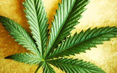 The National Cancer Institute Acknowledges The Healing Properties of Cannabis
