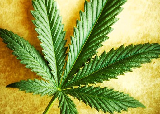 The National Cancer Institute Acknowledges The Healing Properties of Cannabis