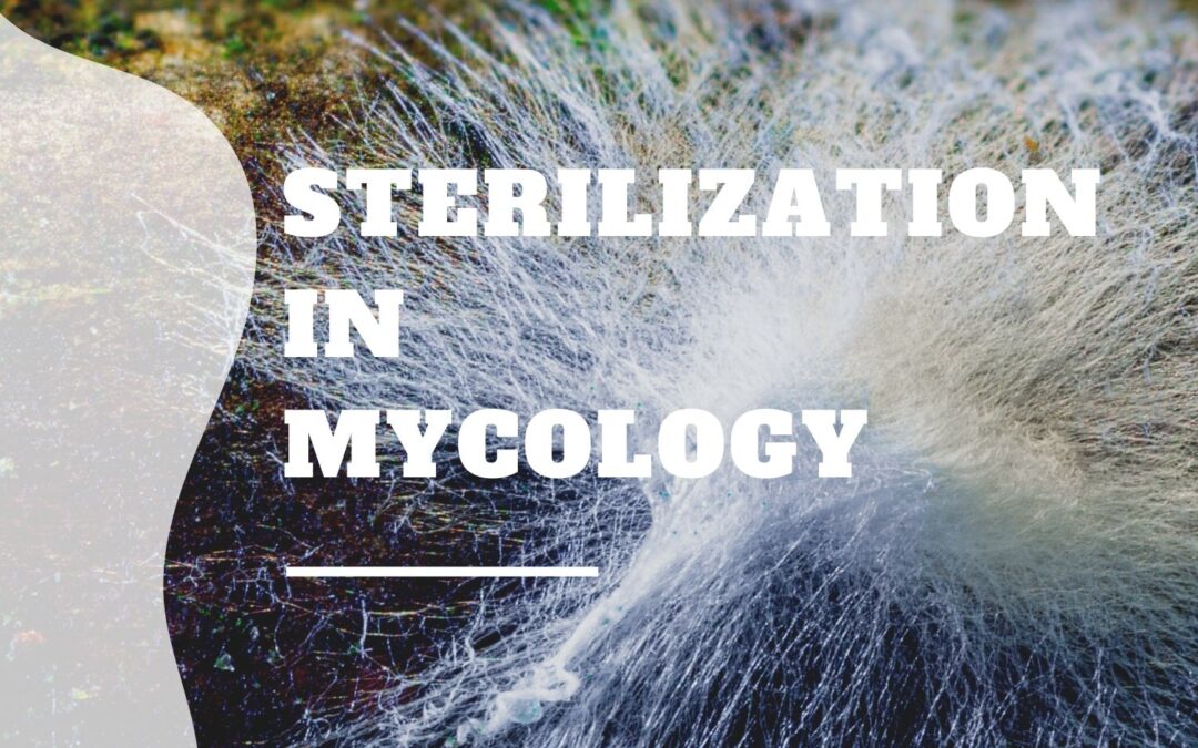 Sterilization in mycology